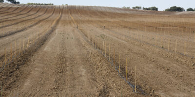 © www.pedroferraz.com